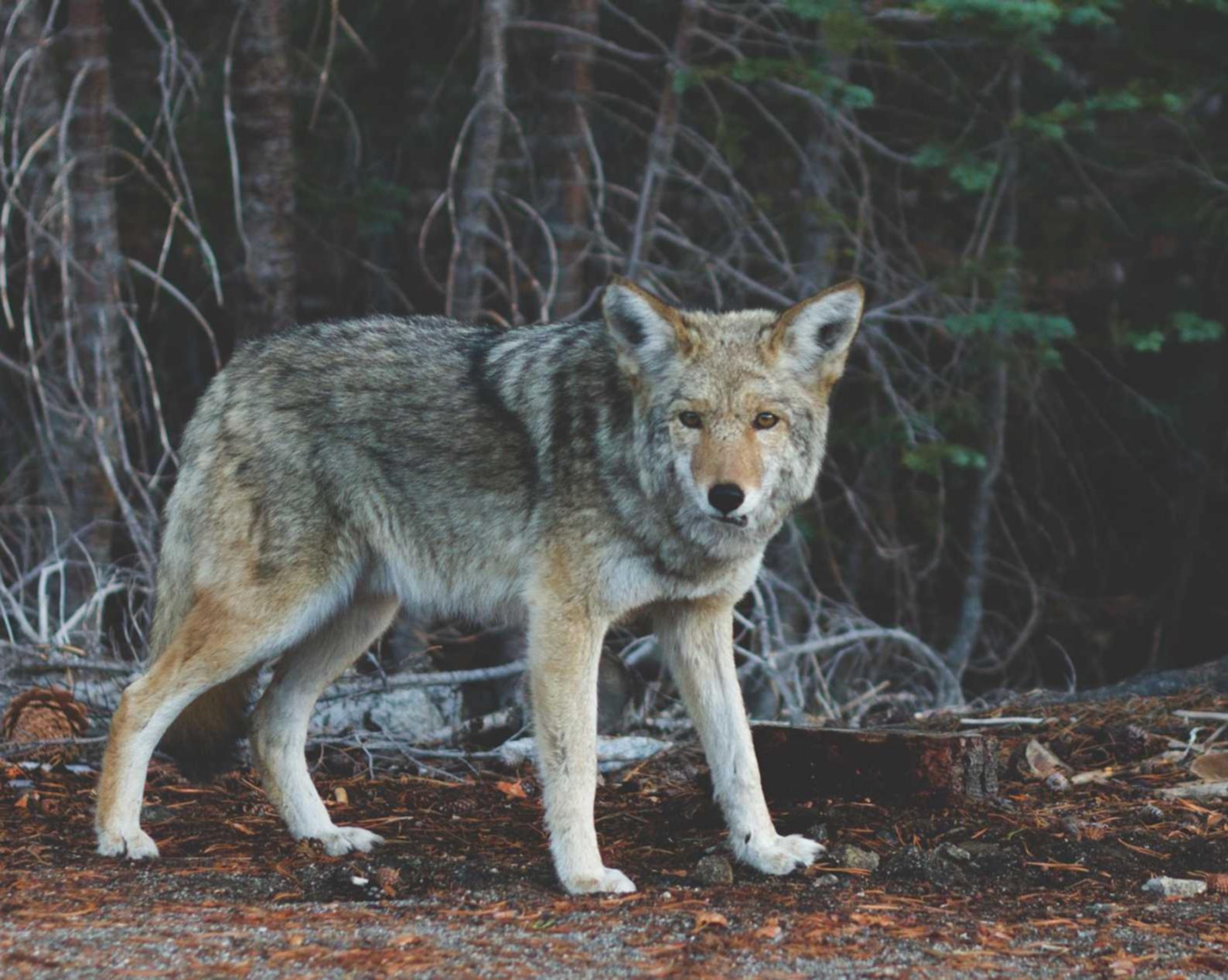 安信铁甲雄兵代理平台