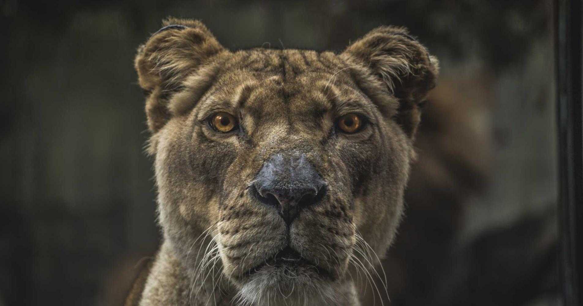 梦幻诛仙手游:博视网app详情下载教程